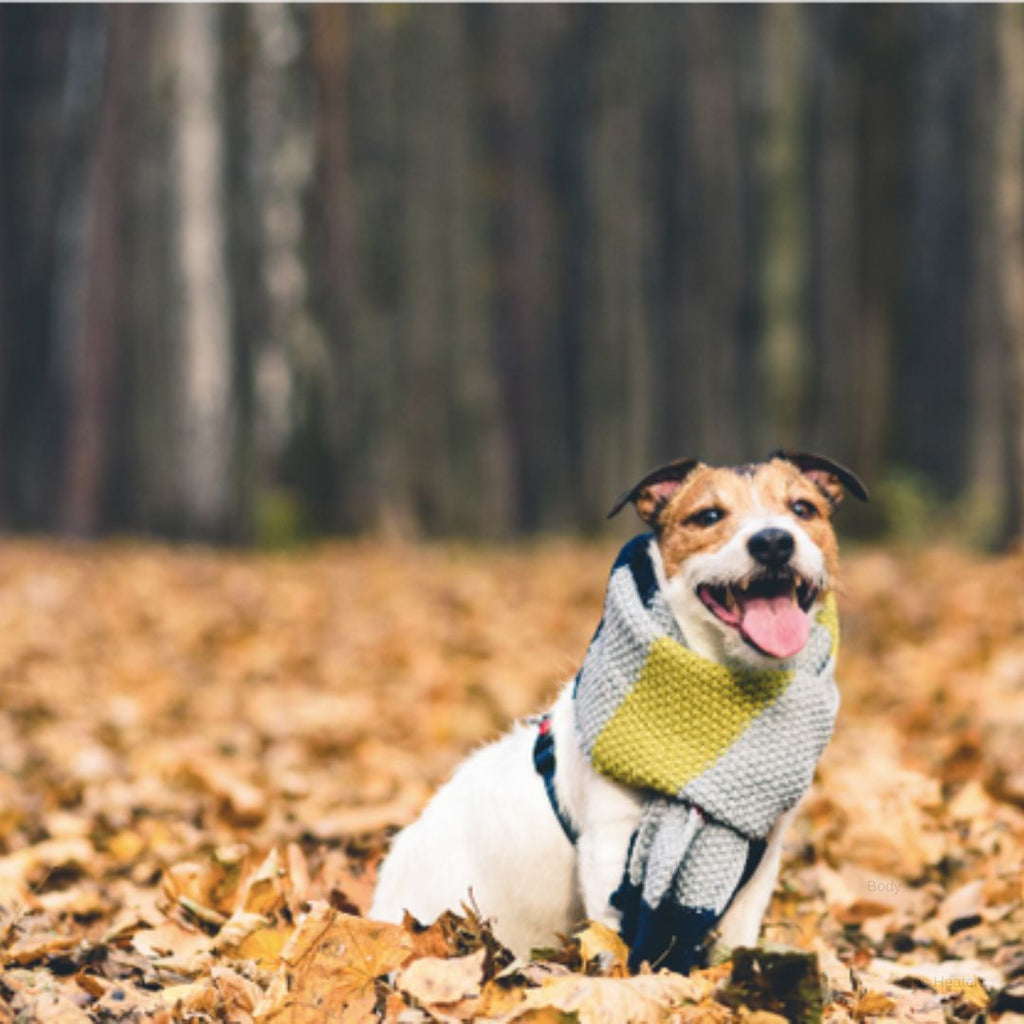 winter fashion for dogs