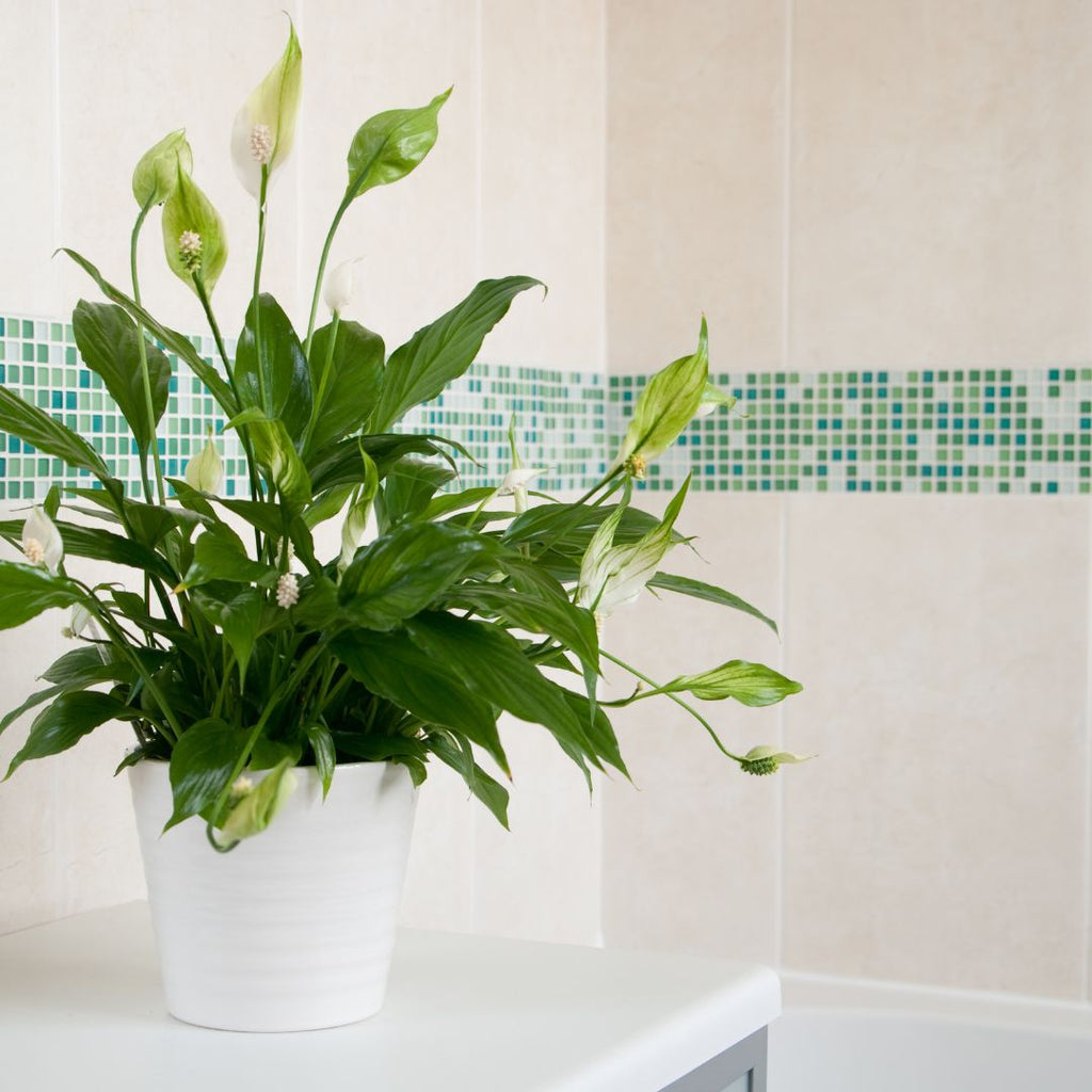 Top 5 Best Indoor Plants to Elevate Your Interior Decor